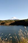 1351/精進湖からの富士