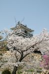 3/浜松城の桜